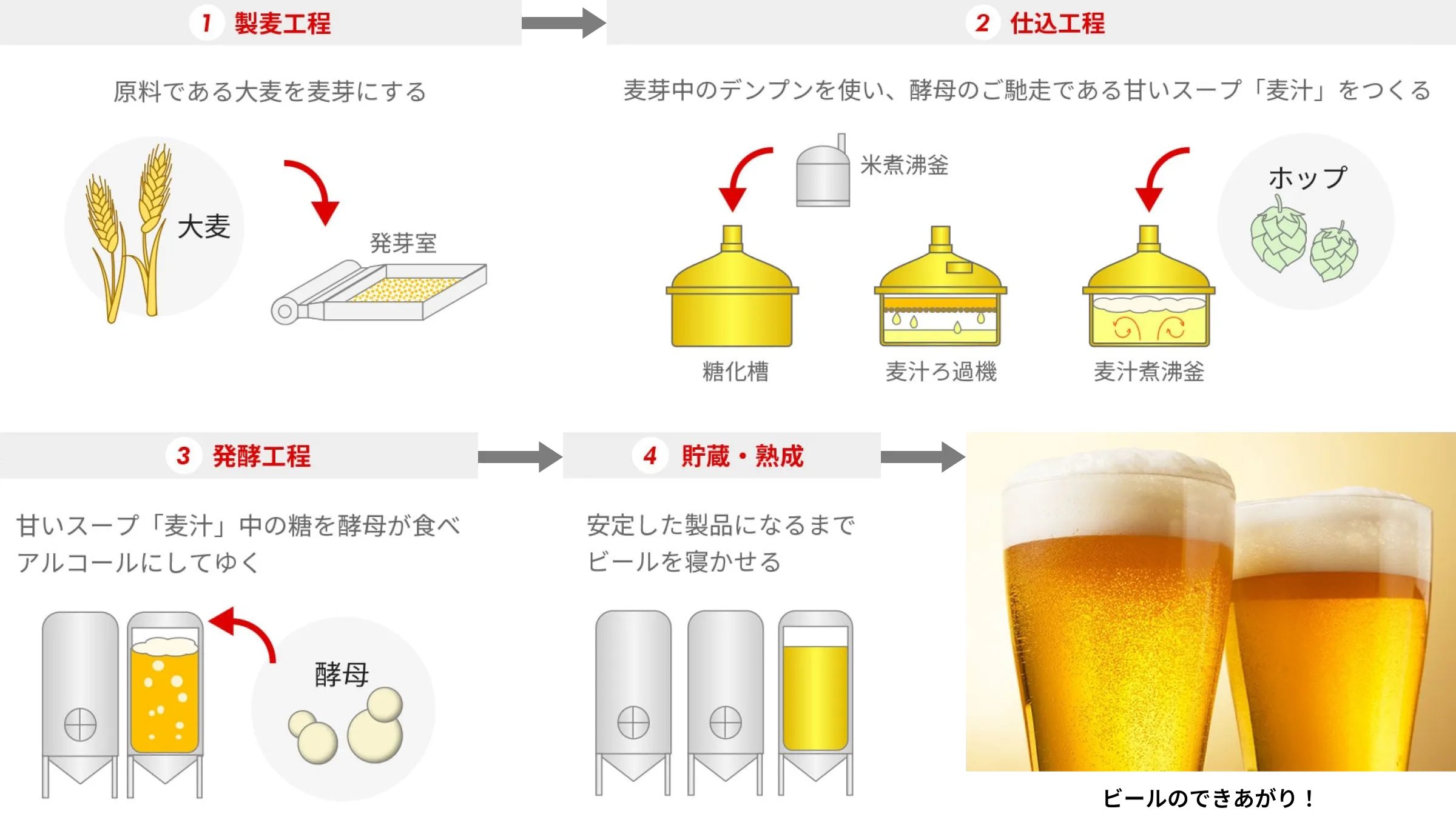 大麦を麦芽にする製麦工程、麦汁を作る仕込工程、酵母による発酵工程、ビールを寝かせる貯蔵・熟成工程を示したビール製造プロセス図